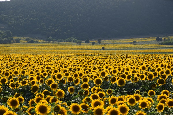 Foto - Ayçiçeği tarlaları sarının tonlarına büründü