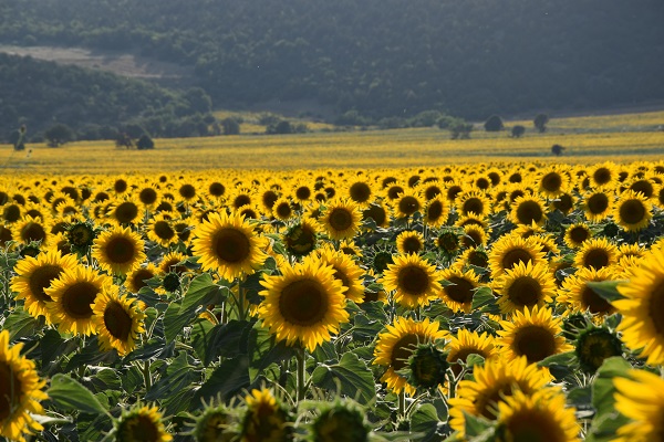 Foto - Ayçiçeği tarlaları sarının tonlarına büründü