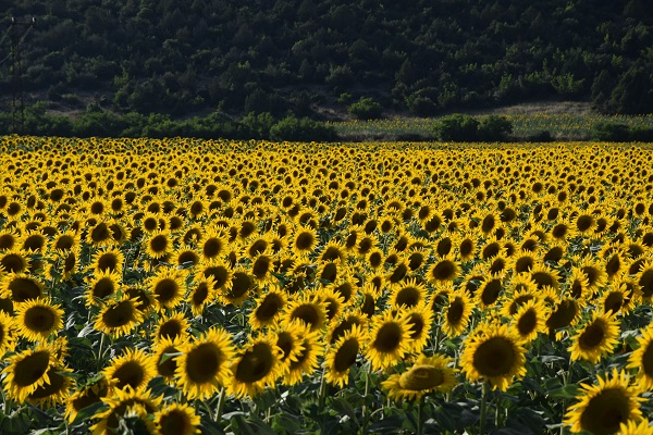 Foto - Ayçiçeği tarlaları sarının tonlarına büründü
