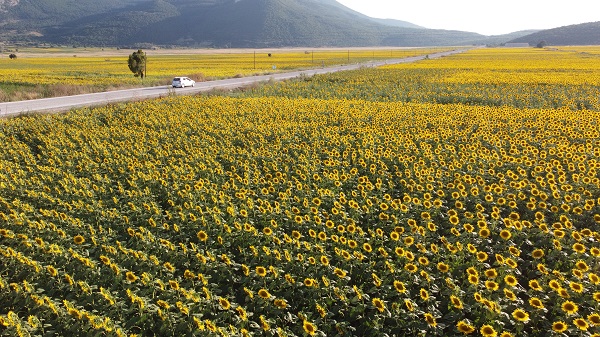 Foto - Ayçiçeği tarlaları sarının tonlarına büründü