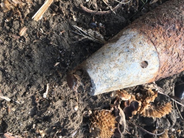 Foto - Ayçiçeği toplamaya gitti, karşılaştığı manzarayla şok oldu