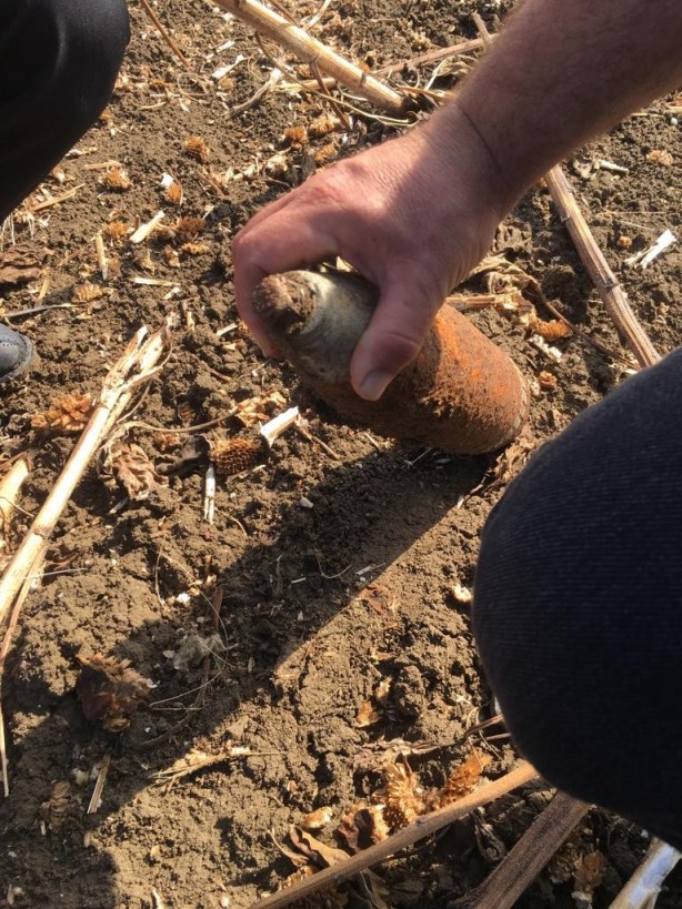 Foto - Ayçiçeği toplamaya gitti, karşılaştığı manzarayla şok oldu