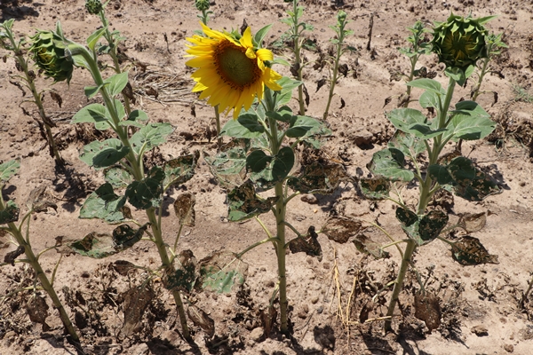 Foto - Ayçiçeğinin yetiştiği Trakya'dan kötü haber
