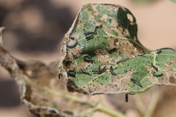 Foto - Ayçiçeğinin yetiştiği Trakya'dan kötü haber
