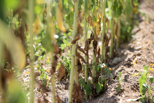 Foto - Ayçiçeğinin yetiştiği Trakya'dan kötü haber