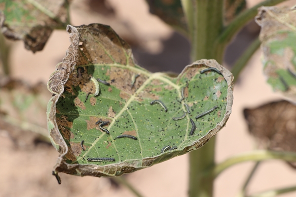 Foto - Ayçiçeğinin yetiştiği Trakya'dan kötü haber