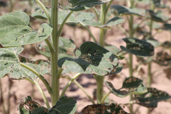 Foto - Ayçiçeğinin yetiştiği Trakya'dan kötü haber