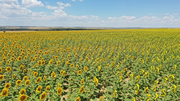 Foto - Ayçiçeğinin yetiştiği Trakya'dan kötü haber