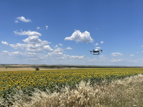 Foto - Ayçiçeğinin yetiştiği Trakya'dan kötü haber
