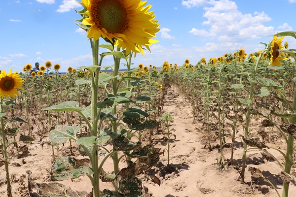 Foto - Ayçiçeğinin yetiştiği Trakya'dan kötü haber