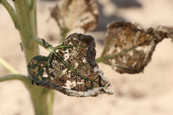 Foto - Ayçiçeğinin yetiştiği Trakya'dan kötü haber