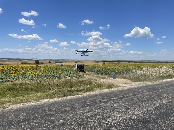 Foto - Ayçiçeğinin yetiştiği Trakya'dan kötü haber