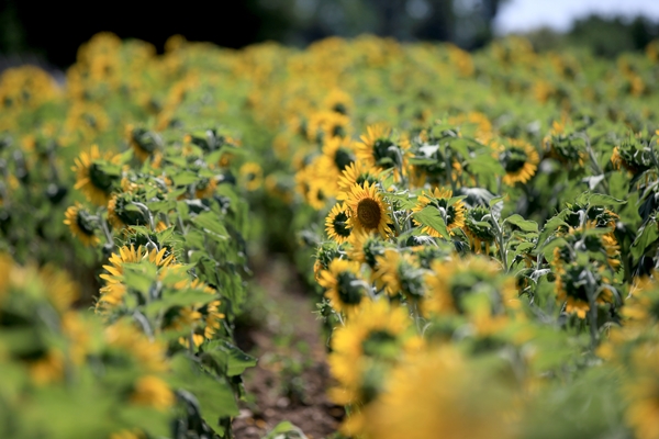 Foto - Ayçiçeğinin yetiştiği Trakya'dan kötü haber