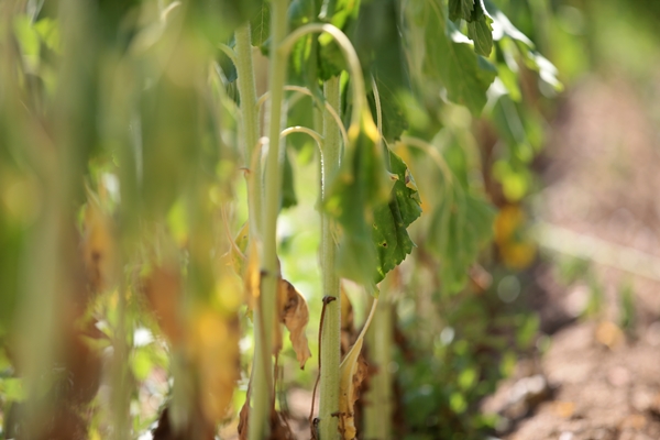 Ayçiçeğinin yetiştiği Trakya'dan kötü haber