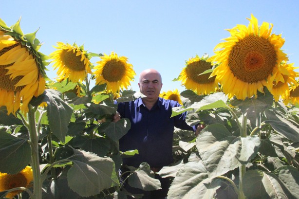 Foto - Ayçiçek yağı fiyatlarını etkileyecek haber o ilimizden geldi!