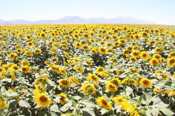 Foto - Ayçiçek yağı fiyatlarını etkileyecek haber o ilimizden geldi!