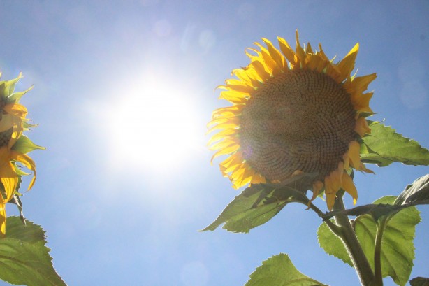 Ayçiçek yağı fiyatlarını etkileyecek haber o ilimizden geldi!