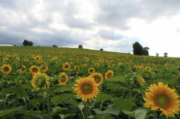 Foto - Ayçiçek yağı fiyatlarını sarsacak gelişme! Korkulan her an olabilir