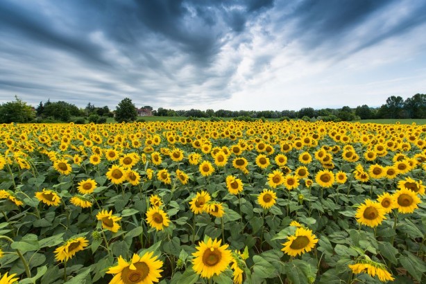 Foto - Ayçiçek yağı fiyatlarını sarsacak gelişme! Korkulan her an olabilir