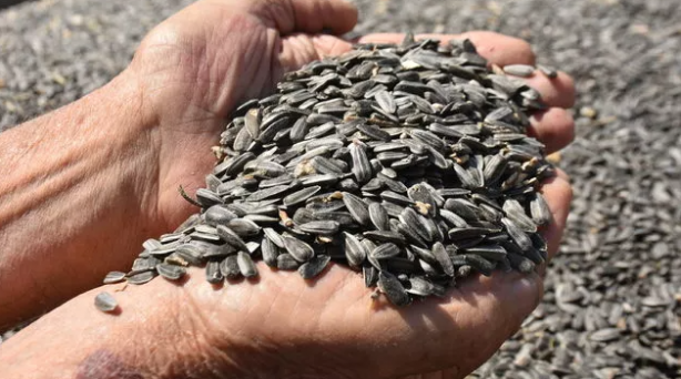 Foto - Ayçiçek yağı fiyatlarını sarsacak gelişme! Korkulan her an olabilir