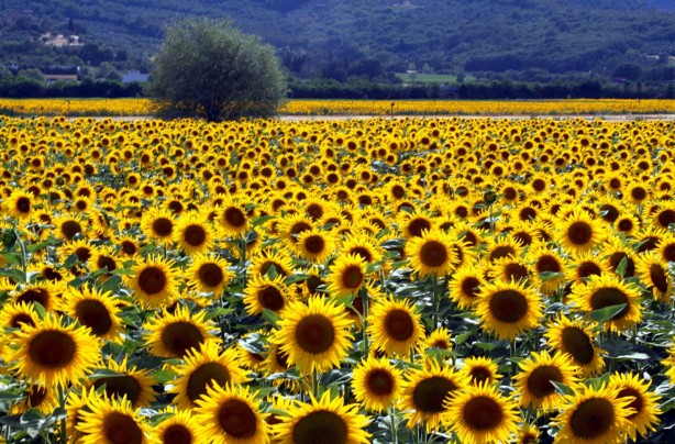 Foto - Ayçiçek yağı fiyatlarını sarsacak gelişme! Korkulan her an olabilir