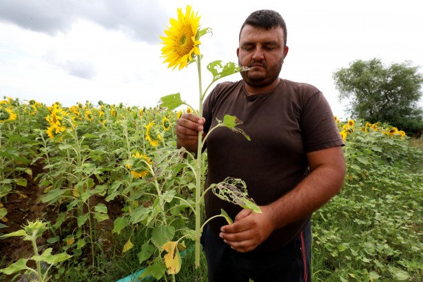 Foto - Ayçiçek yağı fiyatlarını tehlikeye sokacak gelişme! Acil durum ilan edilebilir