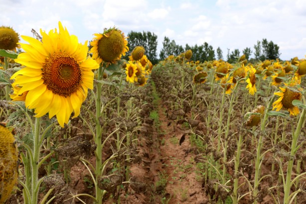Foto - Ayçiçek yağı fiyatlarını tehlikeye sokacak gelişme! Acil durum ilan edilebilir