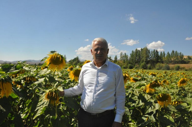 Foto - Ayçiçek yağı için Türkiye'ye görülmemiş haber! Tarlalarına ektiler ama bu sonuç hiç ama hiç beklenmiyordu