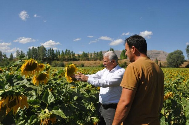 Foto - Ayçiçek yağı için Türkiye'ye görülmemiş haber! Tarlalarına ektiler ama bu sonuç hiç ama hiç beklenmiyordu
