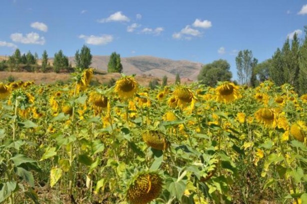 Foto - Ayçiçek yağı için Türkiye'ye görülmemiş haber! Tarlalarına ektiler ama bu sonuç hiç ama hiç beklenmiyordu