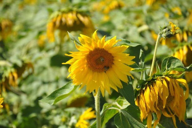Foto - Ayçiçek yağı için Türkiye'ye görülmemiş haber! Tarlalarına ektiler ama bu sonuç hiç ama hiç beklenmiyordu