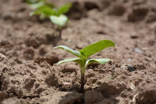 Foto - Ayçiçek yağı için Türkiye'ye görülmemiş haber! Tarlalarına ektiler ama bu sonuç hiç ama hiç beklenmiyordu