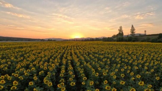 Foto - Ayçiçek yağı için Türkiye'ye görülmemiş haber! Tarlalarına ektiler ama bu sonuç hiç ama hiç beklenmiyordu