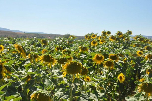 Foto - Ayçiçek yağı için Türkiye'ye görülmemiş haber! Tarlalarına ektiler ama bu sonuç hiç ama hiç beklenmiyordu