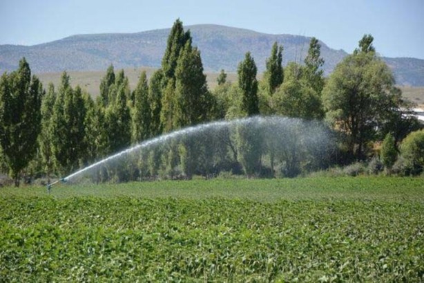 Foto - Ayçiçek yağı için Türkiye'ye görülmemiş haber! Tarlalarına ektiler ama bu sonuç hiç ama hiç beklenmiyordu