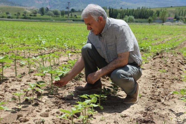 Foto - Ayçiçek yağı için Türkiye'ye görülmemiş haber! Tarlalarına ektiler ama bu sonuç hiç ama hiç beklenmiyordu
