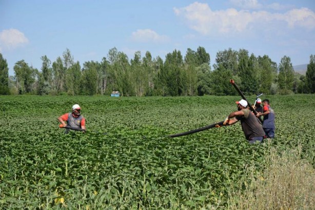 Foto - Ayçiçek yağı için Türkiye'ye görülmemiş haber! Tarlalarına ektiler ama bu sonuç hiç ama hiç beklenmiyordu