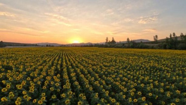 Foto - Ayçiçek yağı için Türkiye'ye görülmemiş haber! Tarlalarına ektiler ama bu sonuç hiç ama hiç beklenmiyordu