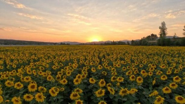 Foto - Ayçiçek yağı için Türkiye'ye görülmemiş haber! Tarlalarına ektiler ama bu sonuç hiç ama hiç beklenmiyordu