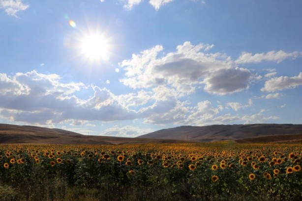 Foto - Ayçiçek yağı fiyatı uçuşa geçince bir il resmen ayağa kalktı! Herkes tarlasına ekmeye başladı