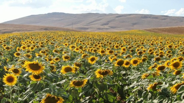 Foto - Ayçiçek yağı fiyatı uçuşa geçince bir il resmen ayağa kalktı! Herkes tarlasına ekmeye başladı