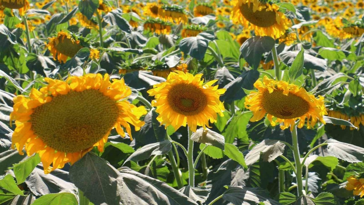 Foto - Ayçiçek yağına rekor zam! Markete giden şaşıp kalacak çünkü fiyatlar füze gibi fırladı