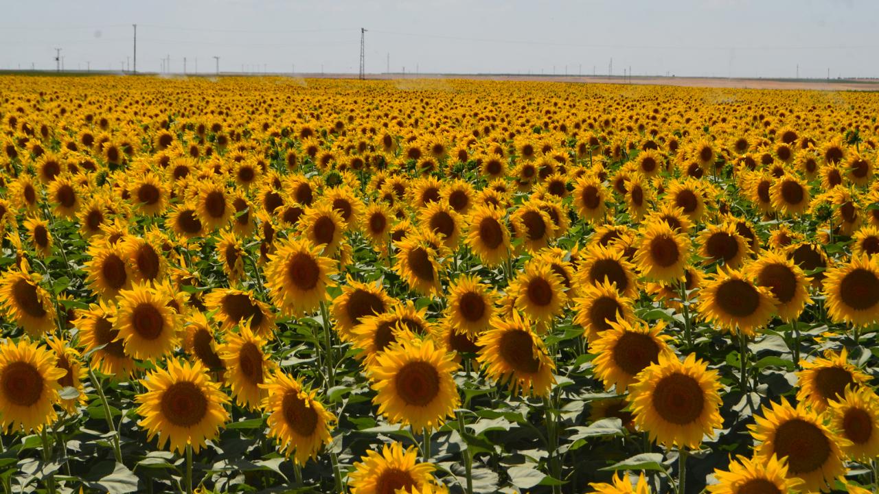 Foto - Ayçiçek yağına rekor zam! Markete giden şaşıp kalacak çünkü fiyatlar füze gibi fırladı