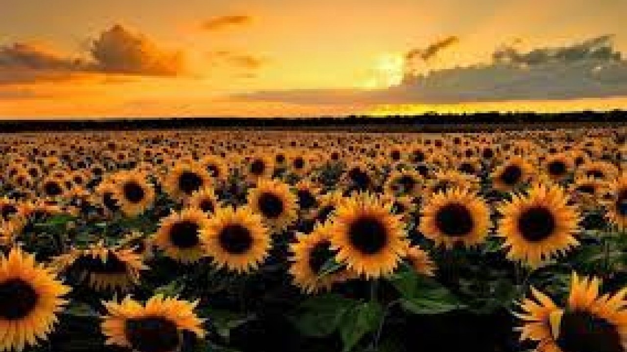 Foto - Ayçiçek yağına rekor zam! Markete giden şaşıp kalacak çünkü fiyatlar füze gibi fırladı