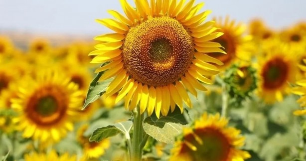 Foto - Ayçiçek yağında moralleri bozacak gelişme! Tüm Türkiye'ye kötü haber verildi