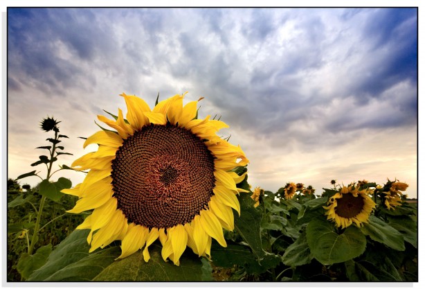 Foto - Ayçiçek yağında moralleri bozacak gelişme! Tüm Türkiye'ye kötü haber verildi
