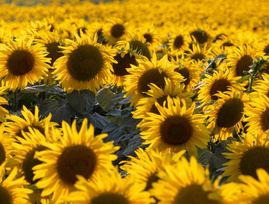 Foto - Ayçiçek yağında moralleri bozacak gelişme! Tüm Türkiye'ye kötü haber verildi