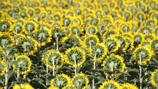 Foto - Ayçiçek yağında moralleri bozacak gelişme! Tüm Türkiye'ye kötü haber verildi