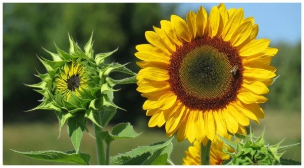 Foto - Ayçiçek yağında moralleri bozacak gelişme! Tüm Türkiye'ye kötü haber verildi