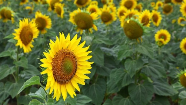 Foto - Ayçiçek yağında moralleri bozacak gelişme! Tüm Türkiye'ye kötü haber verildi